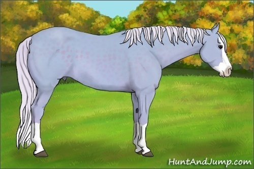Horse Color: Watercolor Silver Black Splash 