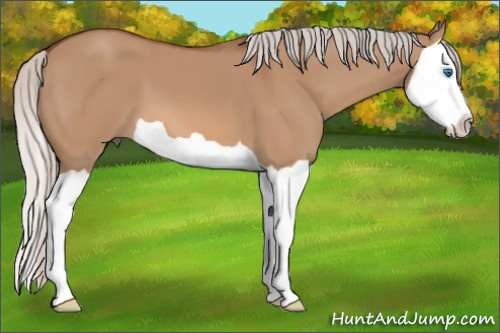 Horse Color: Silver Bay Dun Splash 