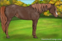 Horse Color:Liver Chestnut Blanket 