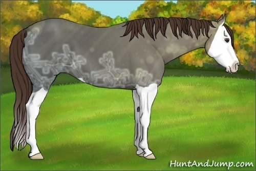 Horse Color: Liver Chestnut Ice Splash 