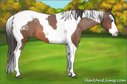 Horse Color: Bay Splash Tobiano Snowcap 