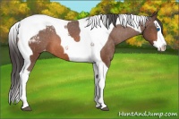 Horse Color:Bay Splash Tobiano Appaloosa 