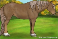 Horse Color:Chocolate Palomino 