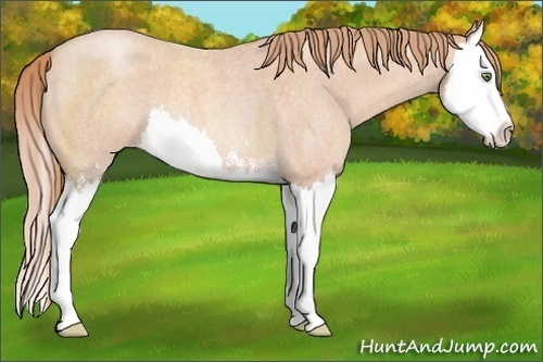 Horse Color: Gold Champagne Roan Sabino Splash 