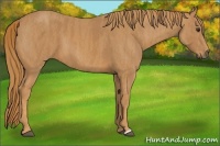 Horse Color:Chestnut  Brindle