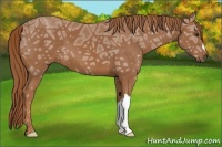 Horse Color:Chestnut Ice 