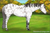Horse Color:Gray Bay Near Leopard 