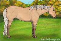 Horse Color:Silver Bay Dun 
