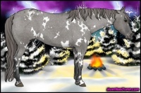 Horse Color:White Spotted Grullo Roan Blanket 