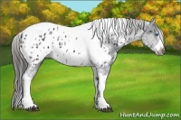 Horse Color:White Spotted Black Splash Tobiano Frame Near Leopard 