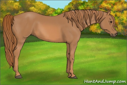 Horse Color: Chestnut 