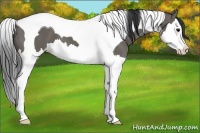 Horse Color:Grullo Splash Tobiano 