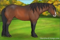 Horse Color:Bay Splash 