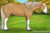 Horse Color:Palomino Splash 