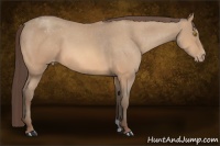 Horse Color:Amber Champagne Appaloosa 