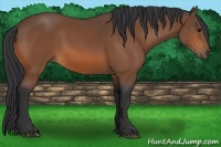 Horse Color:Bay Sabino