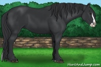 Horse Color:Black Sabino Splash 