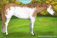 Horse Color:Chestnut Splash Frame 