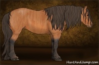 Horse Color:Bay  Brindle