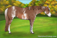 Horse Color:White Spotted Chestnut 
