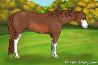 Horse Color:Liver Chestnut Sabino