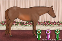 Horse Color:Liver Chestnut Sabino
