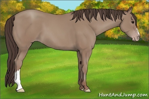 Horse Color:Classic Champagne