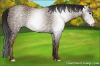 Horse Color:Gray Classic Champagne 