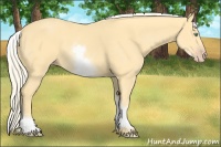 Horse Color:White Spotted Gold Cream Champagne 