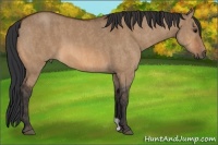 Horse Color:Bay Dun  Brindle
