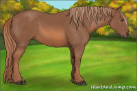 Horse Color:Liver Chestnut