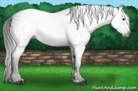 Horse Color:Gray Bay Sabino 