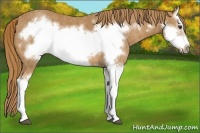 Horse Color:Chestnut Splash Frame  Brindle