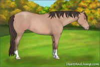 Horse Color:Amber Champagne Tobiano