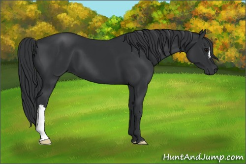 Horse Color: Black 