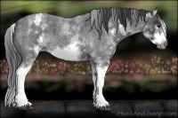 Horse Color:White Spotted Blue Roan Splash Frame Appaloosa 