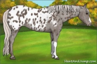 Horse Color:Silver Black Appaloosa 