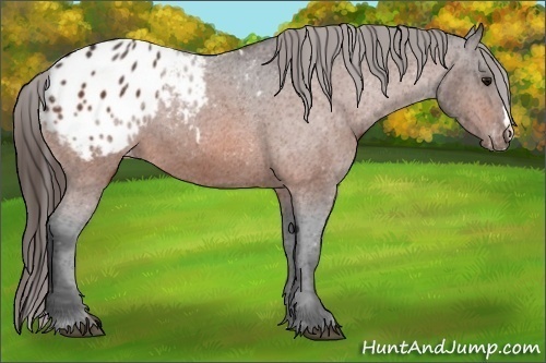 Horse Color:Bay Appaloosa 