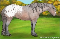 Horse Color:Bay Appaloosa