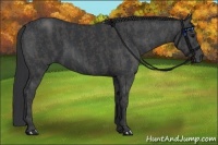 Horse Color:Black  Brindle