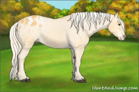 Horse Color:Palomino Appaloosa