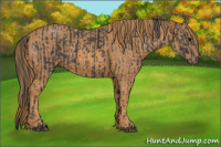 Horse Color:Black  Brindle