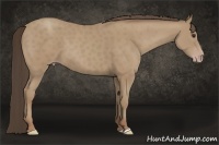 Horse Color:Classic Champagne 