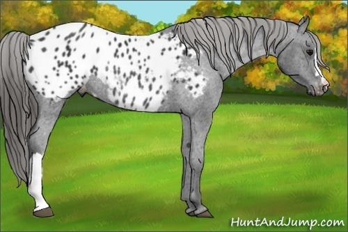 Horse Color:Black Appaloosa Rabicano 