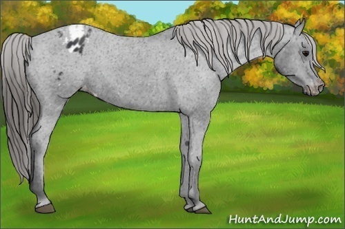 Horse Color:Black Appaloosa Rabicano 