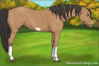 Horse Color:Bay Splash Frame 