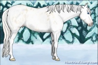 Horse Color:Gray Silver Amber Cream Champagne Roan Dun Splash Tobiano Frame Appaloosa Rabicano 
