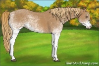Horse Color:White Spotted Chestnut 