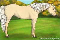 Horse Color:Palomino Dun Rabicano 