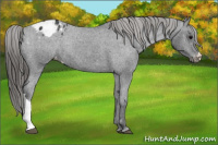 Horse Color:Black Appaloosa Rabicano 